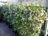 Rhyncospermum Jasminoides Espalier