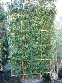 Traclospermum Espalier 60l