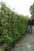 Traclospermum Jas  5l