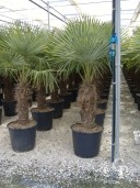 Trachycarpus Fort  50l