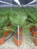 Trachycarpus Fortunei   1,00   20l