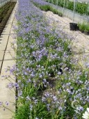 Agapanthus 'Blue Storm'  10L