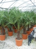 Trachycarpus Fortunei  1,25  LV26