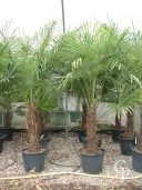 Trachycarpus Fortunei  1,75  50l