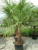 Trachycarpus Fortunei  50l