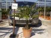 Trachycarpus Fortunei  LV16 50-60cm