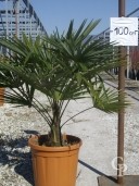 Trachycarpus Fortunei  LV22 60-80cm