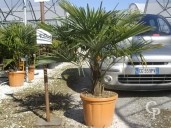 Trachycarpus Fortunei  LV36 100-125cm