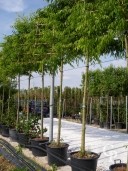 Ulmus Pleached 14 16 70l