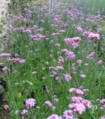 Verbena Bonariensis