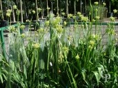 Agapanthus 'Polar Ice'    10L