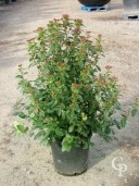 Viburnum 10l