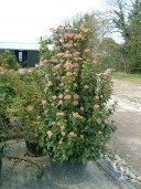 Viburnum Tinus 'Eva Price'   1,50 50l