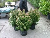 Viburnum Tinus 'Eva Price'   10l