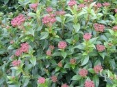 Viburnum Tinus 'Eva Price'   Flower