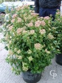 Viburnum Tinus 'Eva Price'  10l