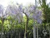 Wisteria  Std