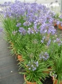 Agapanthus 'Tom Thumb'    12L