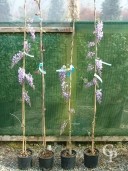 Wisteria Chin 'Prolific'   1,50  3l