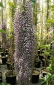 Wisteria Flor  'Issai'