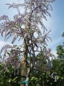 Wisteria Flor 'Issai'   Std