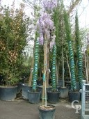 Wisteria Flor 'Issai'  Std