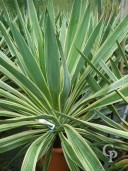 Yucca Glor 'Variegata'   LV9