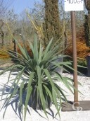 Yucca Gloriosa  C10