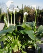 Zantedeschia Aethiopica   4 5l