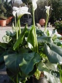 Zantedeschia Aethiopica  4 5l