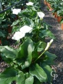 Zantedeschia Aethiopica  LV10