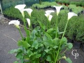 Zantedeschia Aethiopica