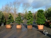 Ilex Bonsai Group