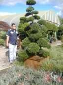 Ilex Crenata 'Kinme'