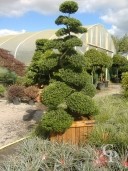 Ilex crenata bonsai