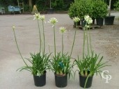 Agapanthus Umb 'Albus'    10L