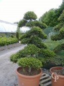 Ilex Crenata