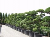 Ilex Crenata