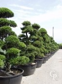 Ilex Crenata