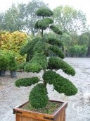 Ilex Crenata Kimme Bonsai