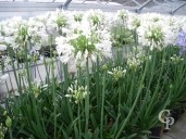 Agapanthus Umb 'Albus'    10L