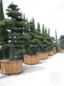 Pinus