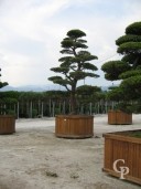 Pinus