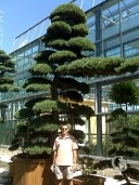Pinus