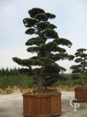 Pinus