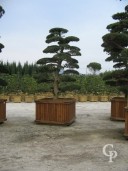 Pinus