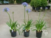 Agapanthus Umb 'Ovatus'    10L