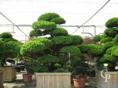 Taxus