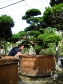 Taxus Baccata Bonsai