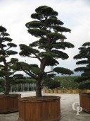 Taxus Bonsai